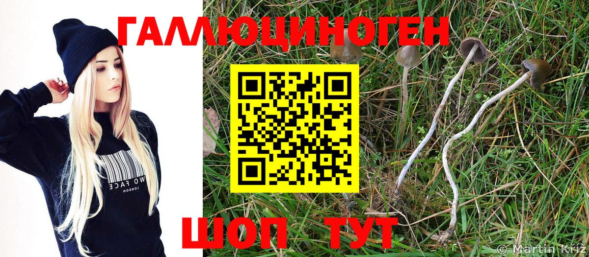 Галлюциногенные грибы Cubensis Ухта